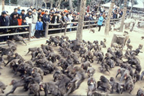 Takasakiyama Zoological Park