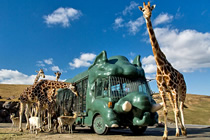 African Safari